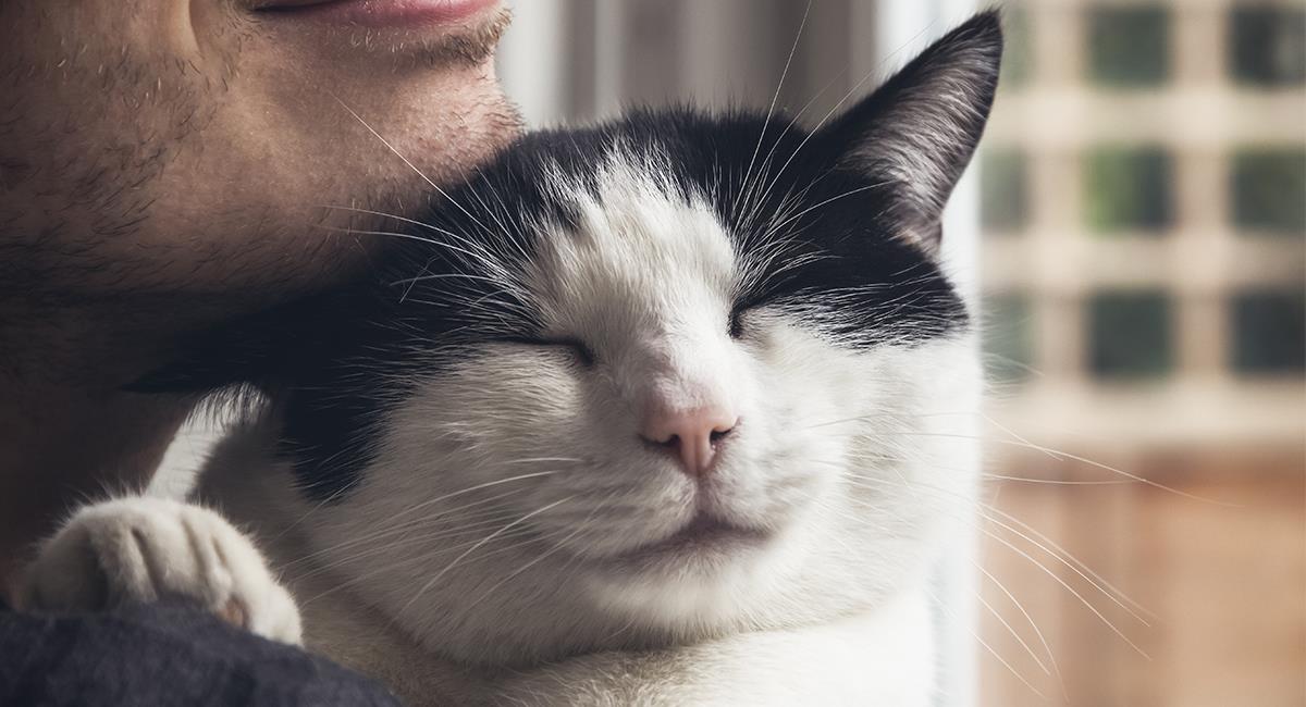 Curiosidades felinas: estas son las 5 razas de gato más amorosas. Foto: Shutterstock