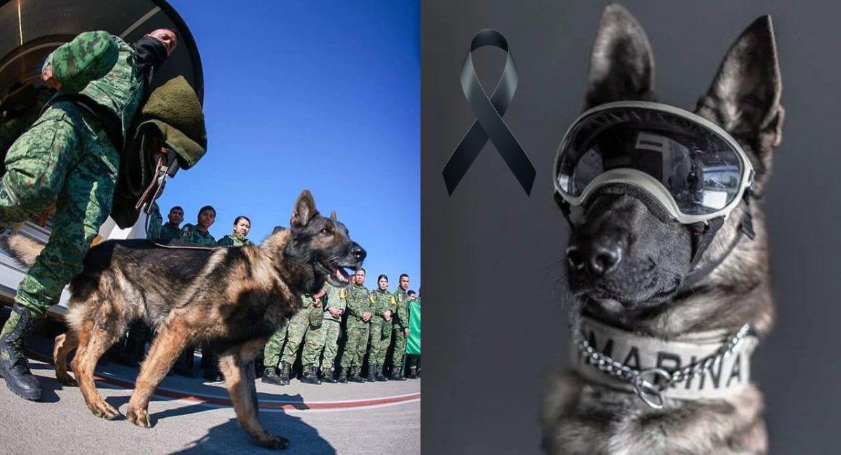 Potreo, el perro mexicano que dio su vida por buscar sobrevivientes en Turquía. Foto: Twitter