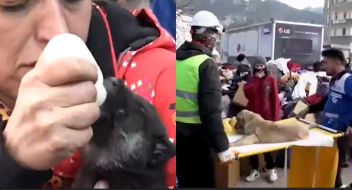 Tras una semana del terremoto en Turquía, dos mascotas fueron rescatadas de los escombros. Foto: Captura de video