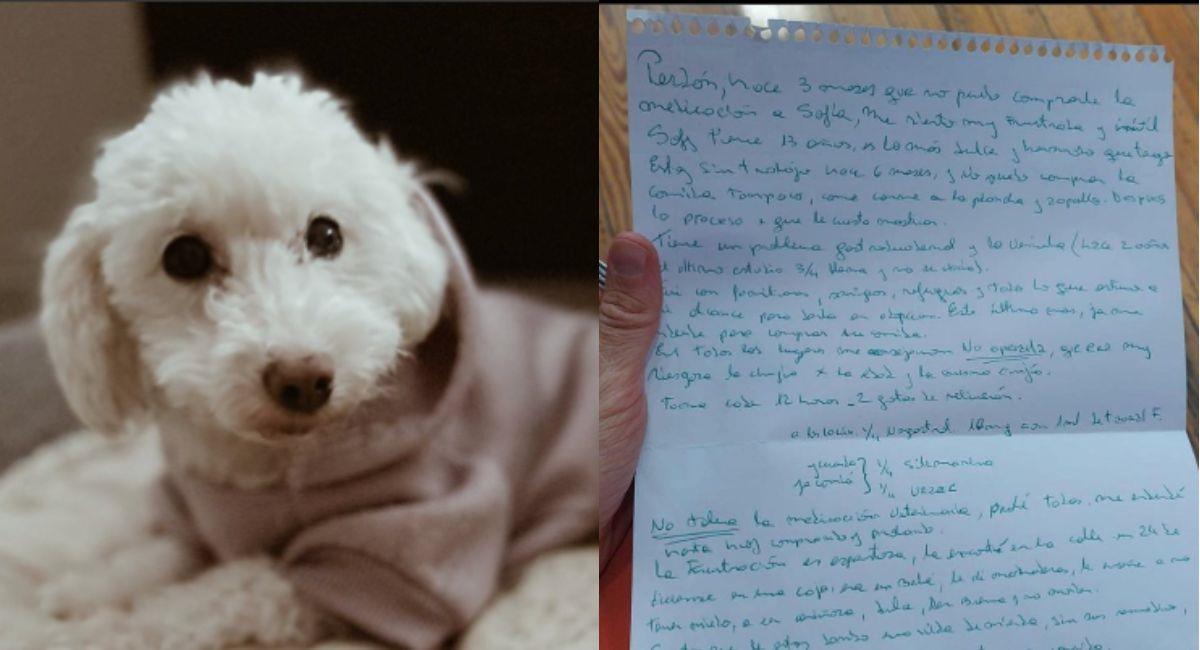 Perrita fue abandonada con emotiva carta. Foto: Instagram @zaguatesrefugio