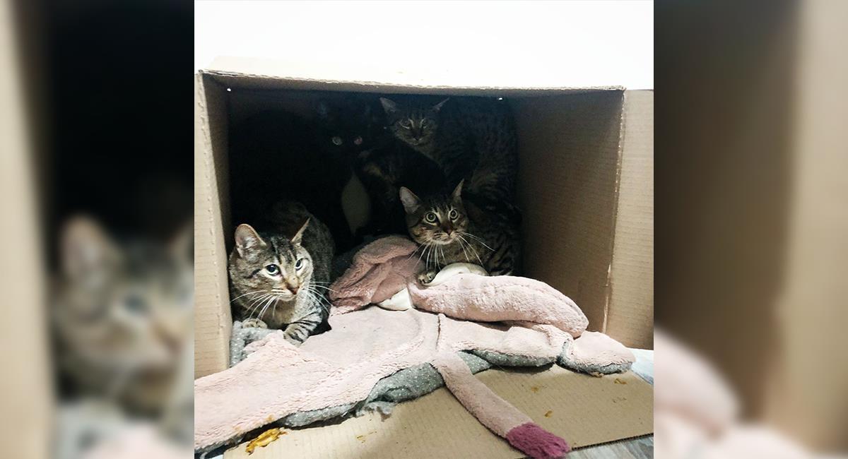 8 gatos fueron abandonados y olvidados en un apartamento: así lograron sobrevivir. Foto: Shutterstock