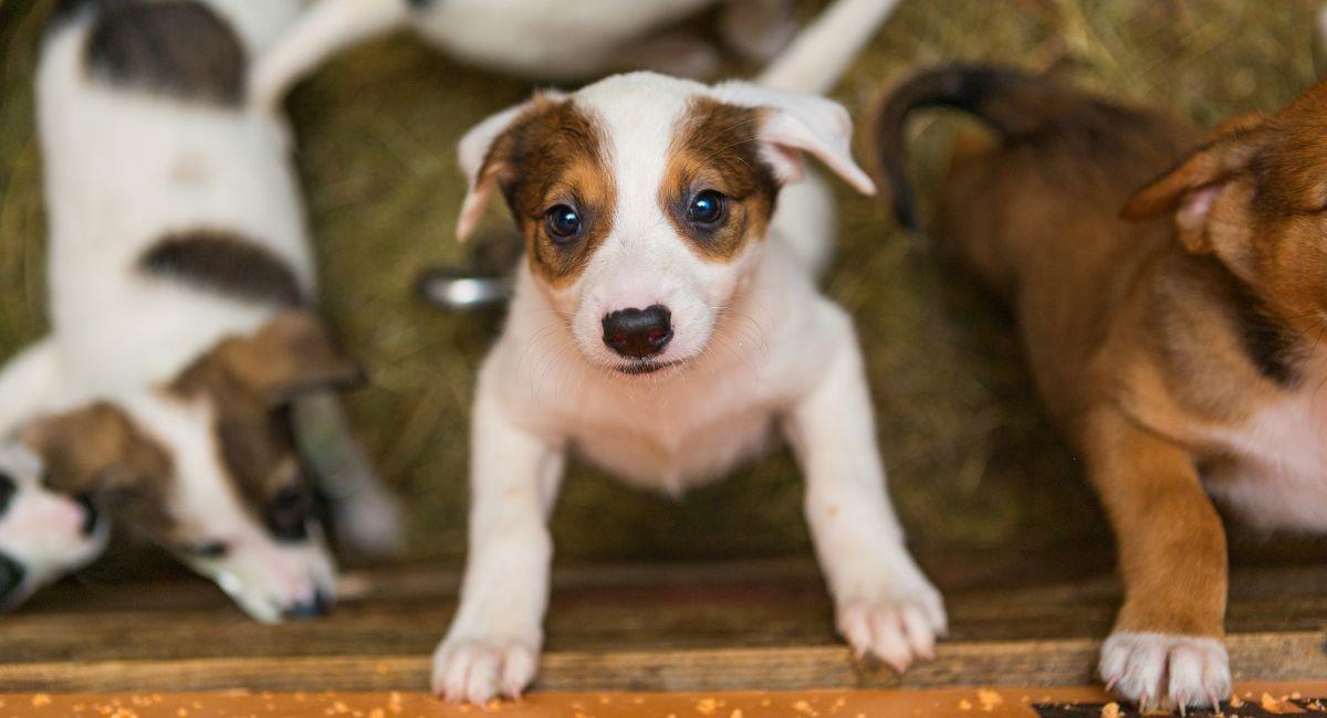 Todo lo que debes saber antes de adoptar una mascota. Foto: Shutterstock