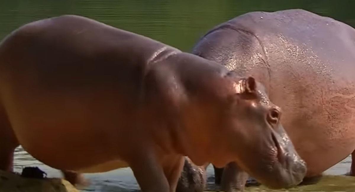 Los hipopótamos de Pablo Escobar tienen en emergencia ambiental a Puerto Triunfo en Antioquia. Foto: Youtube