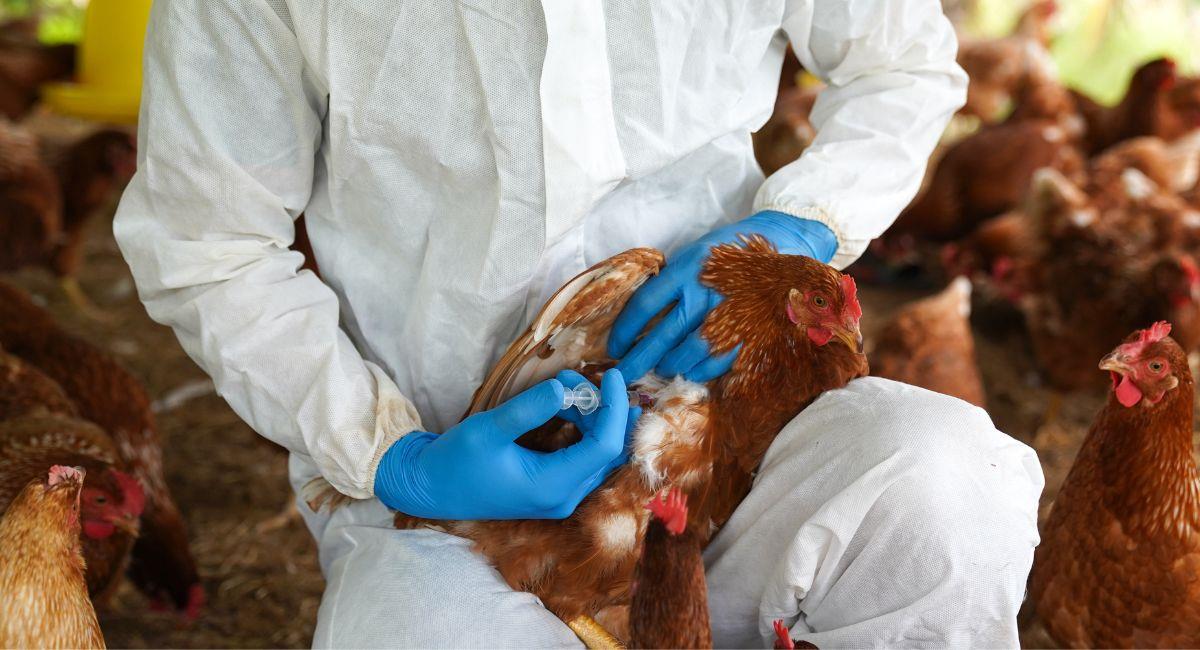 Alerta por posible mutación del virus de la gripe aviar en humanos. Foto: Shutterstock