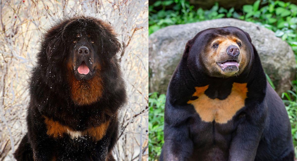 Compró un perro y dos años después se dio cuenta que era un oso. Foto: Shutterstock