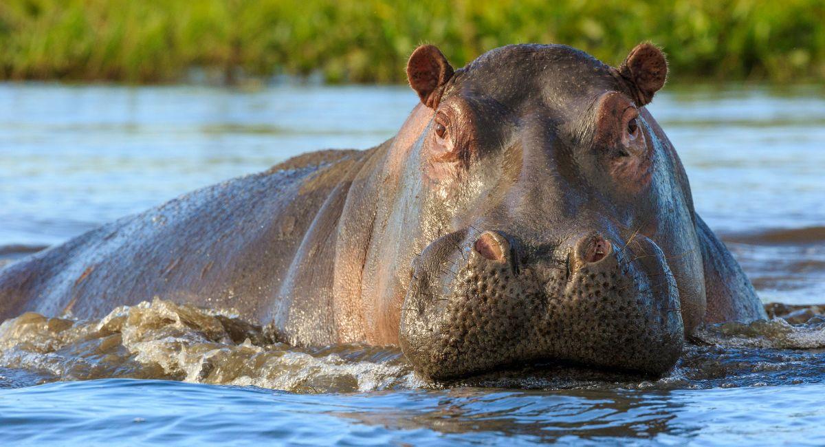 Así trasladarán a los 70 hipopótamos de Pablo Escobar a su hábitat natural. Foto: Shutterstock