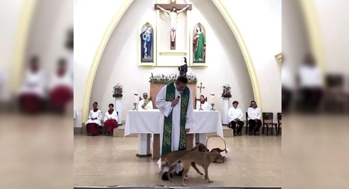 Perros interrumpieron misa al intentar aparearse en frente del altar. Foto: Instagram @padrepierremauriciooficial