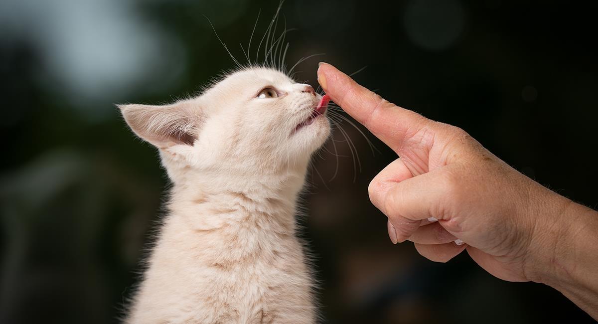 Estas son algunas de las razones por las que tu gato te lame. Foto: Shutterstock