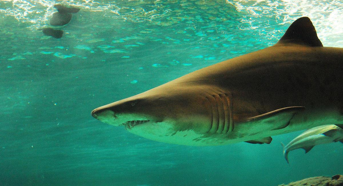 Tres ataques de tiburones se han presentado en Brasil en apenas dos semanas. Foto: Pixabay