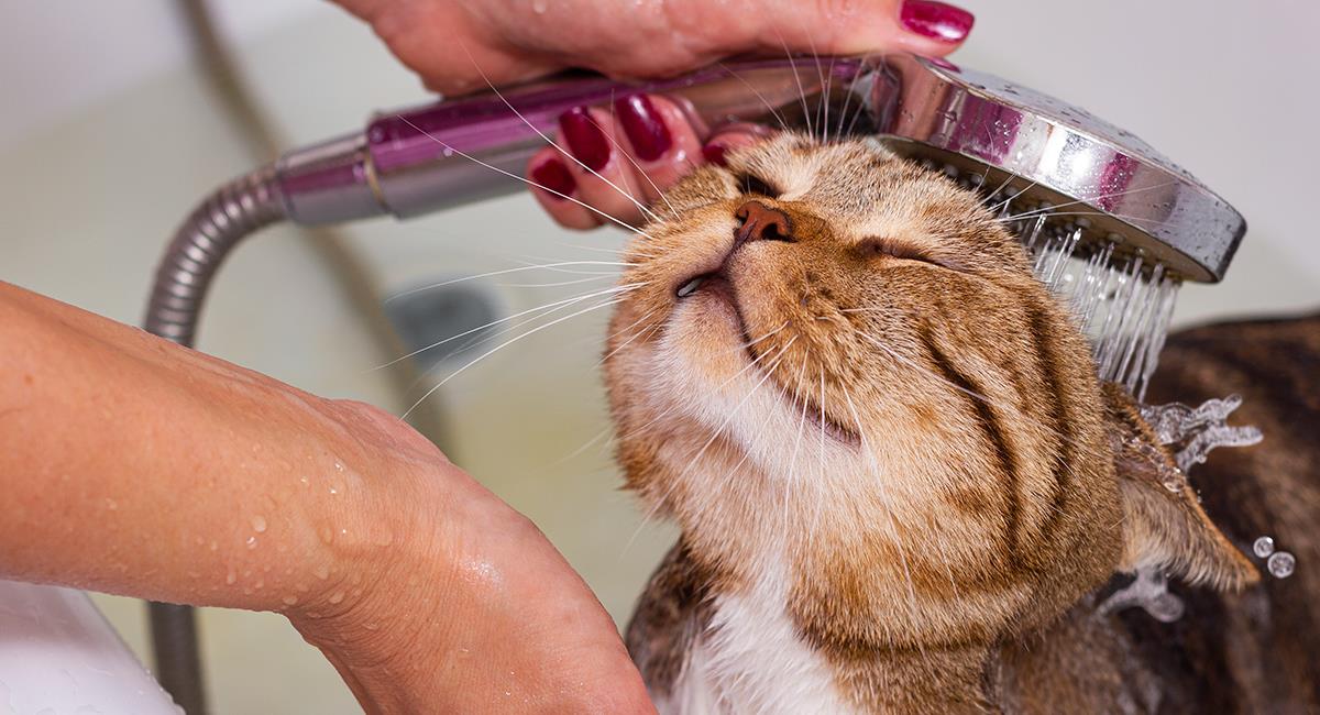 Si quieres bañar a tu gato en casa, esto es todo lo que debes saber para que no sea traumático. Foto: Shutterstock