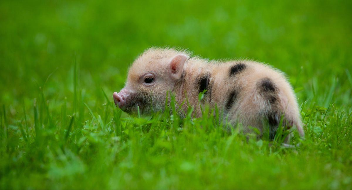 Compró un mini pig pero resultó con un cerdo de tamaño normal en su casa. Foto: Shutterstock