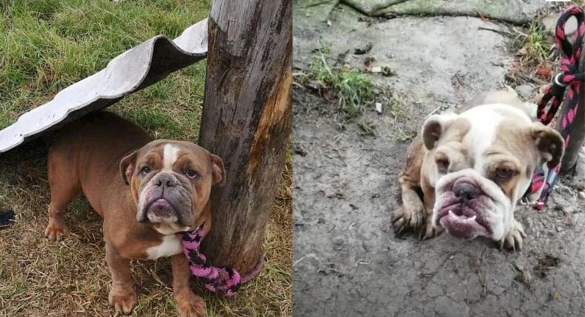‘Bulldogs al rescate’: mujer fue condenada por maltratar a los perros de su “fundación”. Foto: Twitter @FiscaliaCol