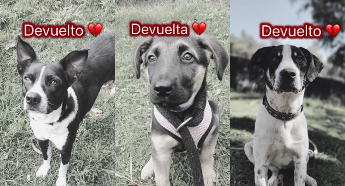 Fundación denuncia que personas que adoptan a los perros los están devolviendo. Foto: Instagram @fundacionalmaperruna