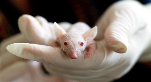 Este estudio ha hecho que a ratones le crezcan cuernos a través de genes regenerativos
