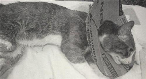Hombre operó a un gato en la calle sin ser veterinario