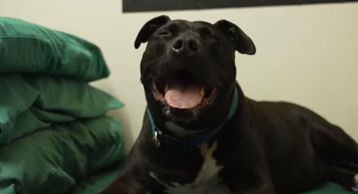 Perro con ansiedad fue adoptado por presos de una cárcel en Australia. Foto: Youtube Captura de video  El Mundo
