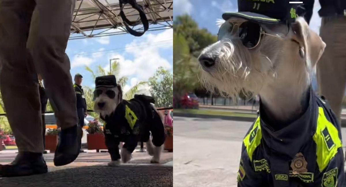 Teniente: el perro policía que enamora en redes sociales. Foto: TikTok Policía Nacional