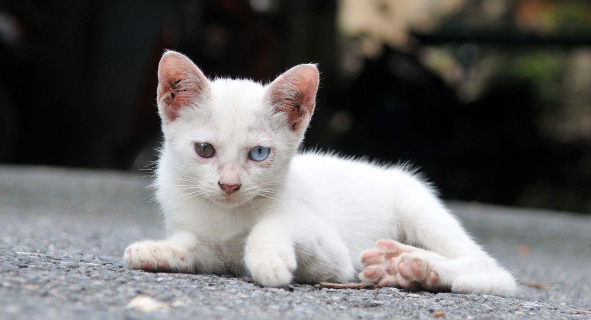 Multa de 16 millones a pareja que abandonó a una gata y sus crías. Foto: Shutterstock