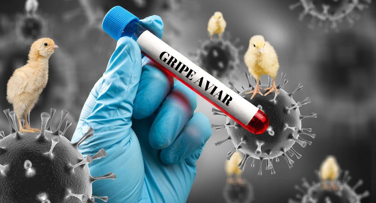 Confirman nuevo caso de gripe aviar en humanos en Latinoamérica. Foto: Shutterstock