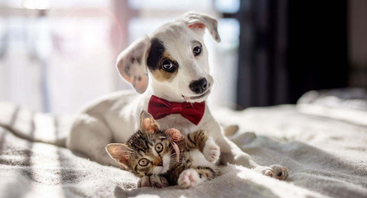 Beneficios de tener mascotas en el hogar, según el Feng Shui. Foto: Shutterstock