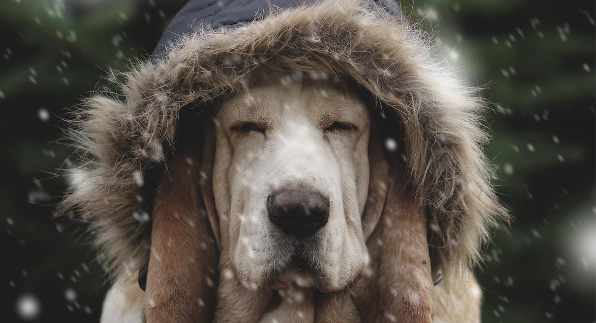 ¿Mucho frío o mucho calor? Así debes cuidar a tu mascota de los cambios de clima. Foto: Shutterstock