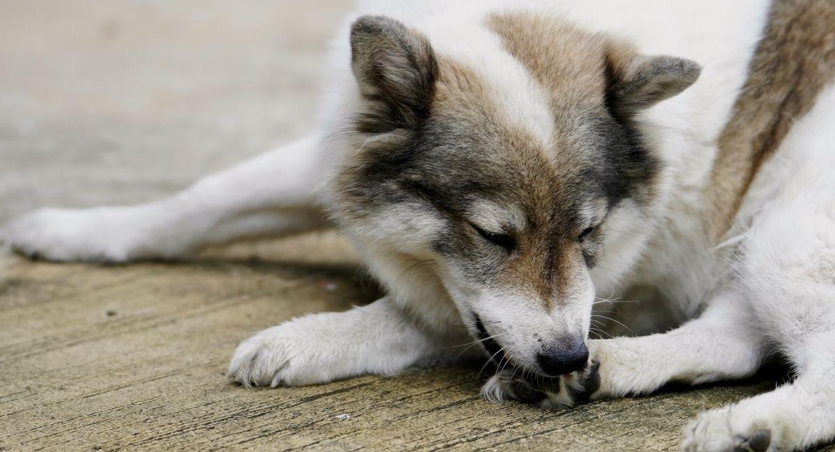 Si tu perro se lame las patas, estas pueden ser algunas razones. Foto: Shutterstock