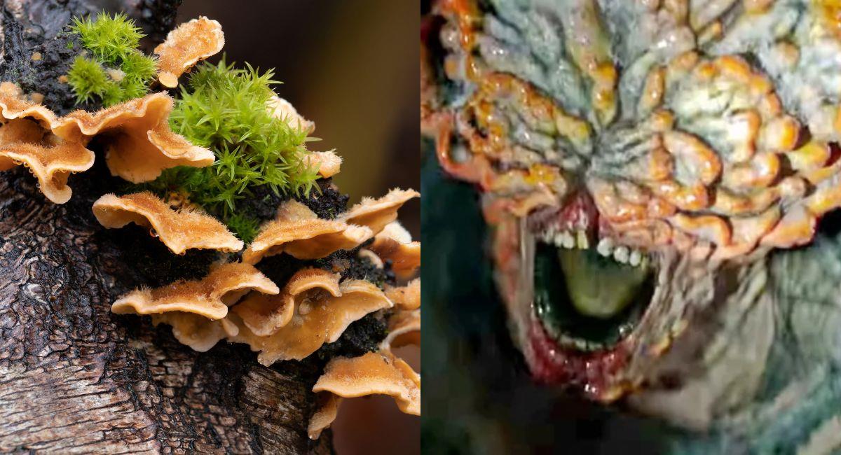 Hombre se infecta con un hongo que mata plantas y árboles. Foto: Shutterstock