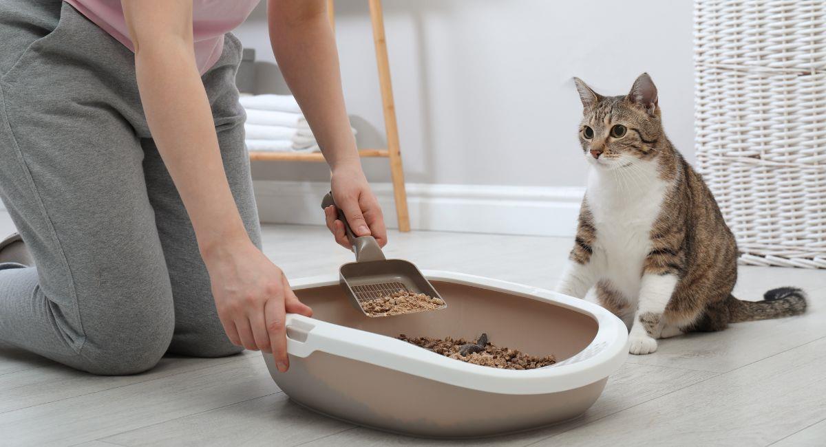 Trucos para enseñarle a tu gato a usar el arenero. Foto: Shutterstock