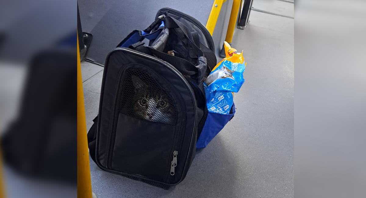 Gato fue abandonado en un bus de Transmilenio: ¿qué pasó con el felino?. Foto: Twitter @TransMilenio