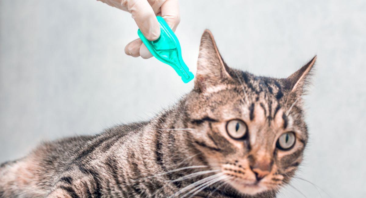 Consejos para prevenir y eliminar las garrapatas en perros y gatos. Foto: Shutterstock