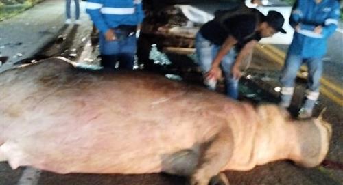 Muere hipopótamo de Pablo Escobar atropellado en Antioquia