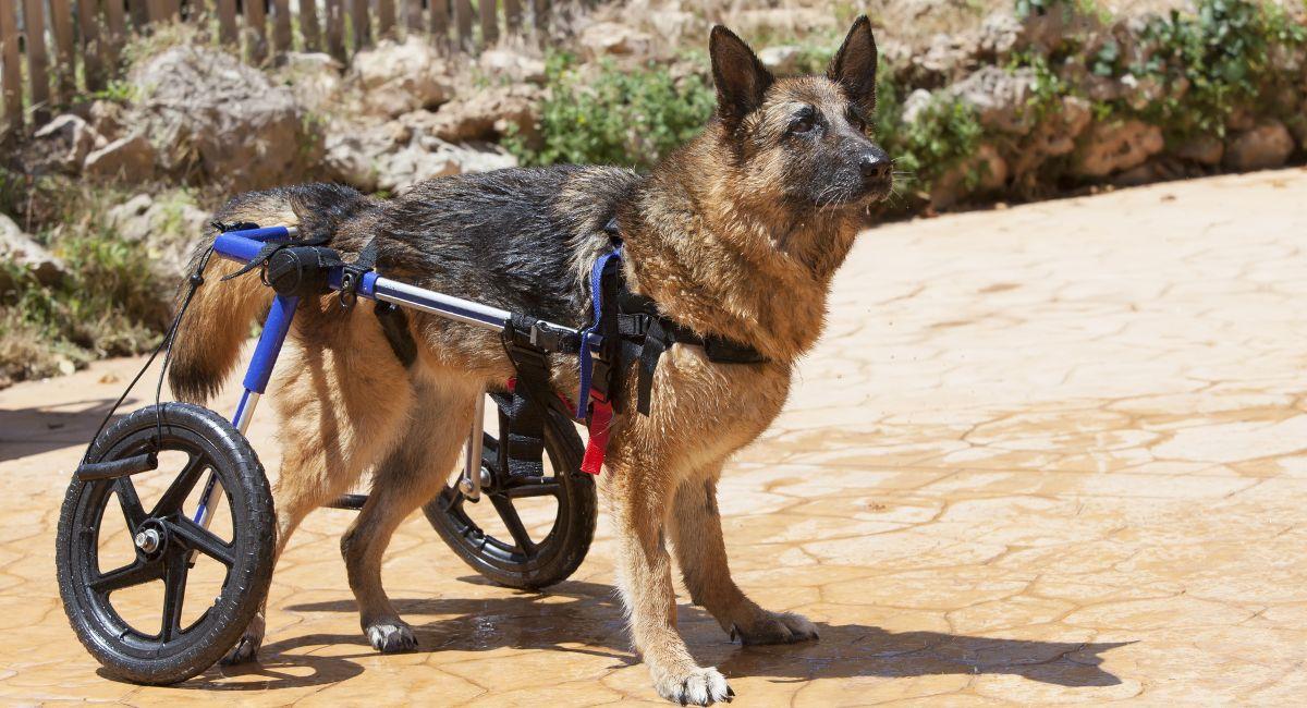 Joven ayuda a mascotas discapacitadas con novedoso emprendimiento. Foto: Shutterstock