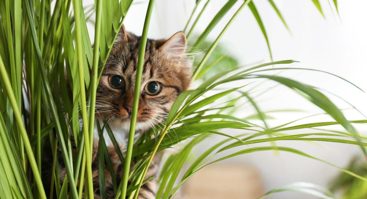 Lista de plantas que no deben existir en tu hogar si tienes mascotas. Foto: Shutterstock