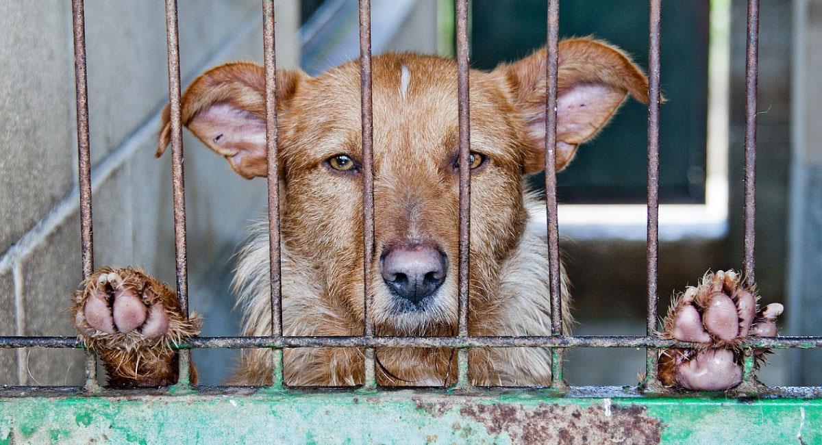 Tae Yong-ho propone prohibir el consumo de carne de perros y gatos. Foto: Pixabay