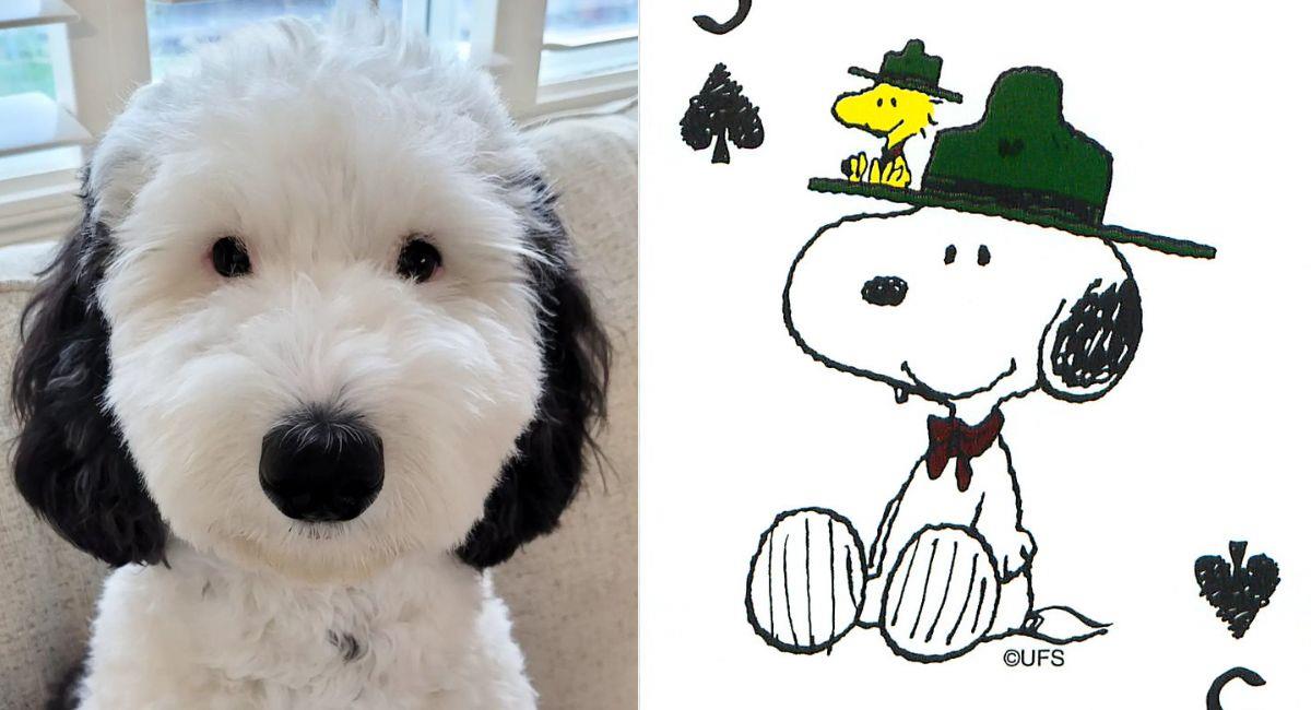 Bayley: el perrito viral que es idéntico a Snoopy. Foto: Instagram