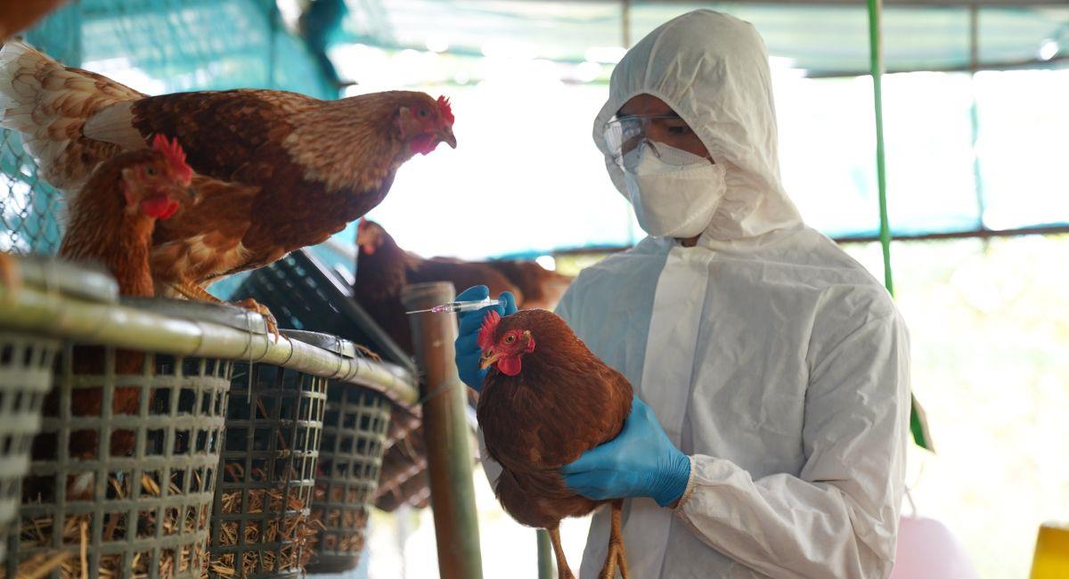 Gripe aviar estaría mutando para infectar a los humanos. Foto: Shutterstock