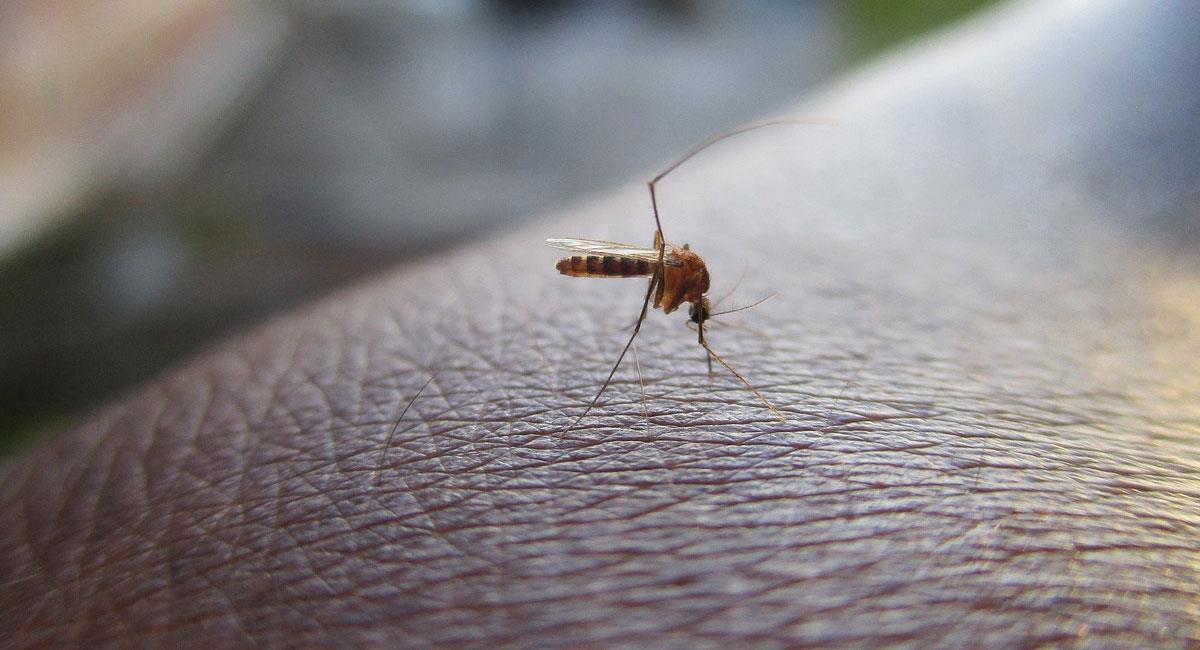 Casos de dengue aumentan alarmantemente en Santander. Foto: Pixabay
