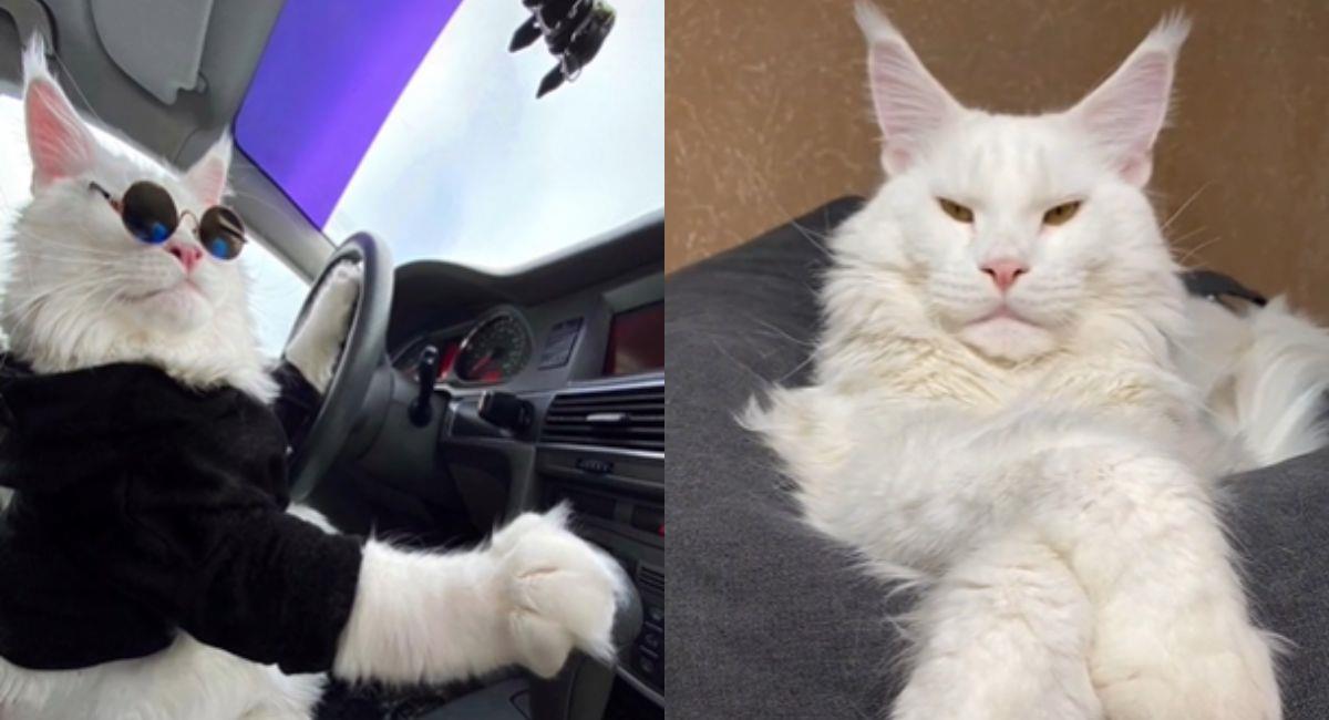 Viral: el gato más grande del mundo “maneja” su propio auto. Foto: TikTok @mainecoonkefir