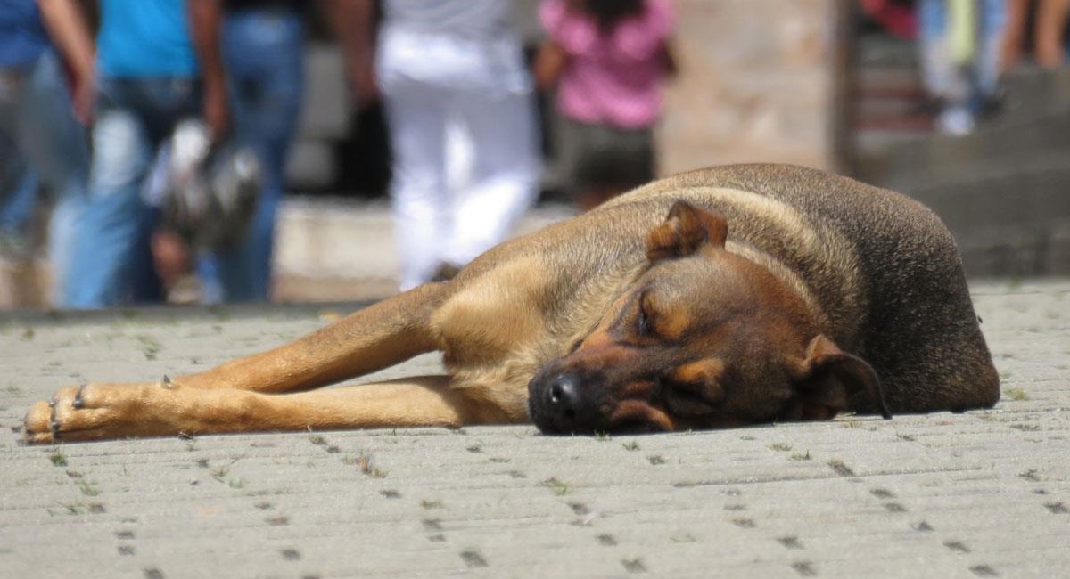 Denuncian hallazgo de 11 perros muertos en Ciudad Bolívar. Foto: Pixabay