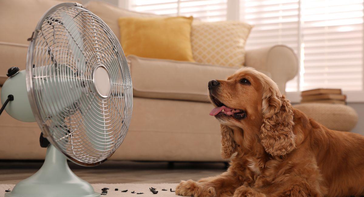 Así puedes proteger a tu mascota de la ola de calor. Foto: Shutterstock