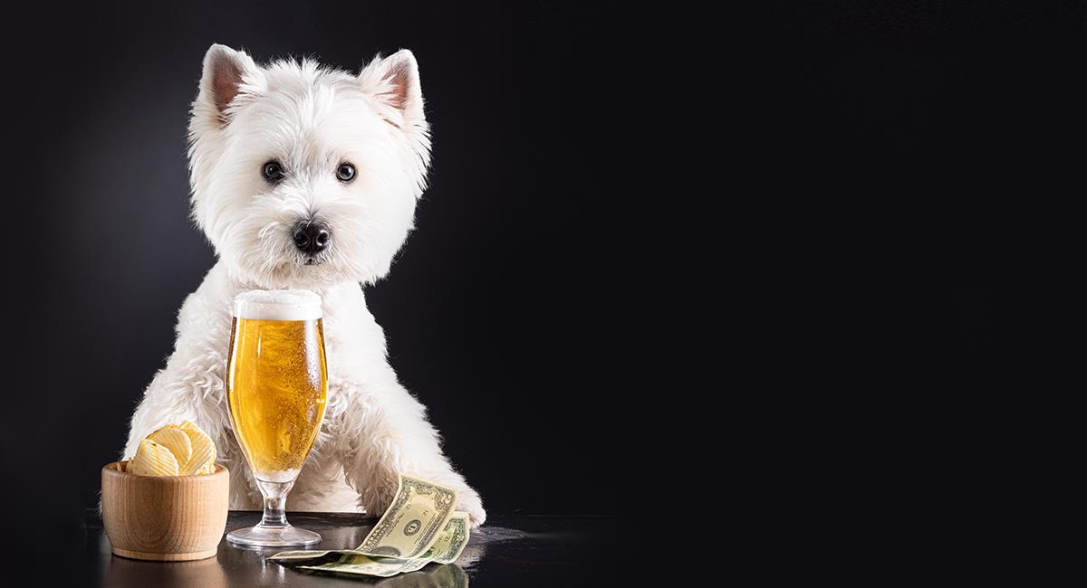 Las mascotas también están incluidas: anuncian cerveza para perros en La Pola Fest. Foto: Shutterstock