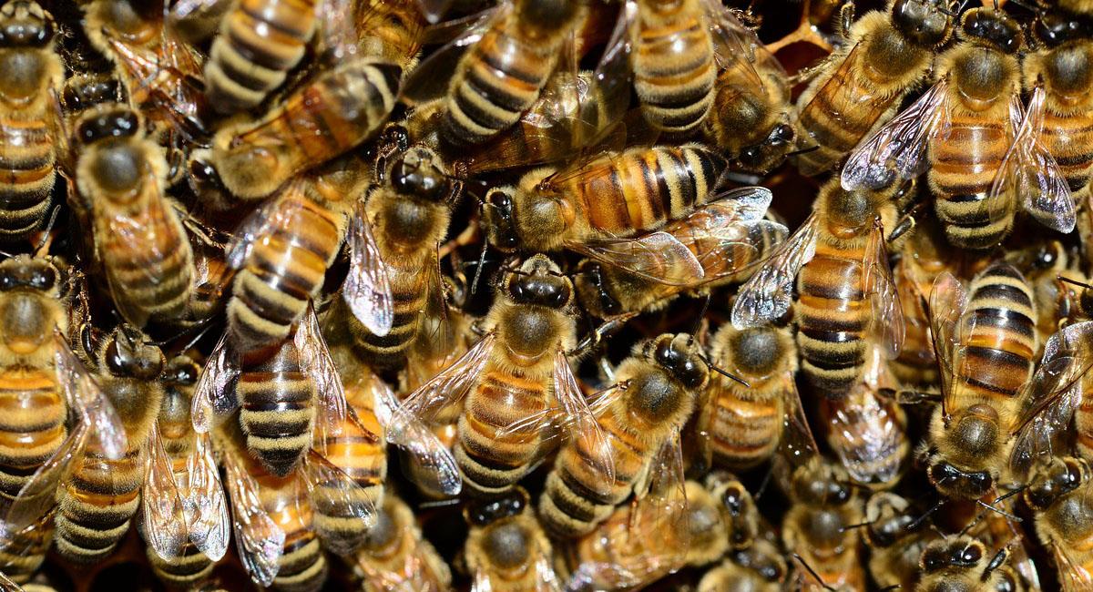 Un enjambre de abejas no tuvo piedad con un grupo de viajeros accidentados en Nicaragua. Foto: Pixabay