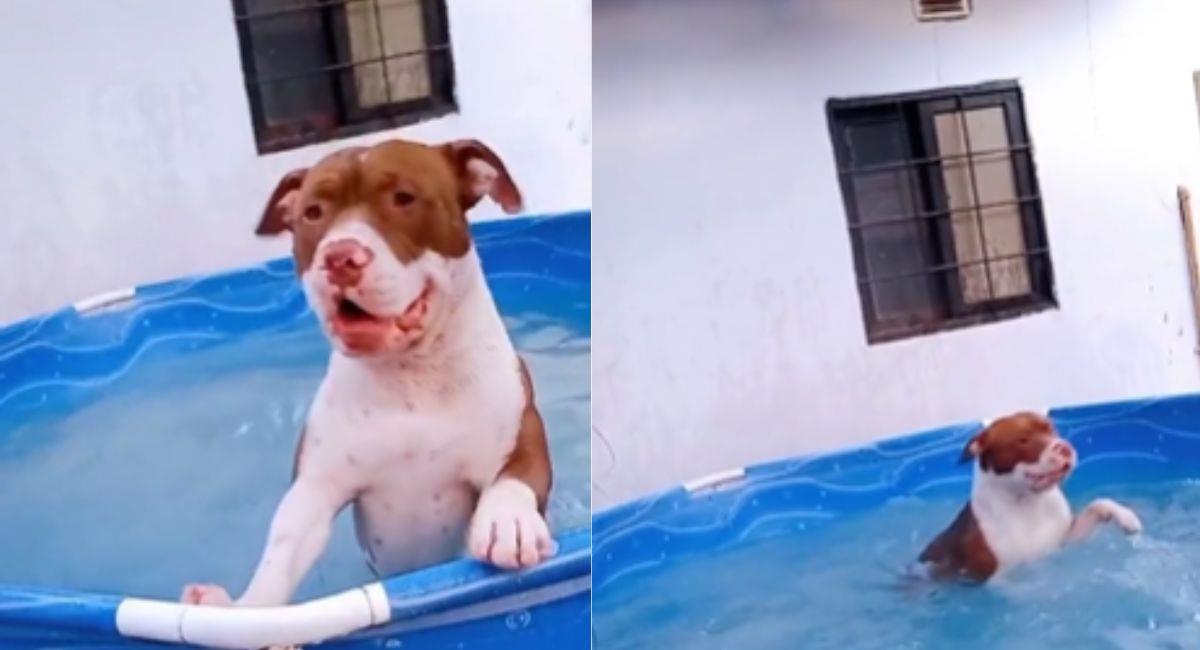 Perrito disfruta de un día soleado en su piscina y se hace viral. Foto: TikTok @nellyjesus2
