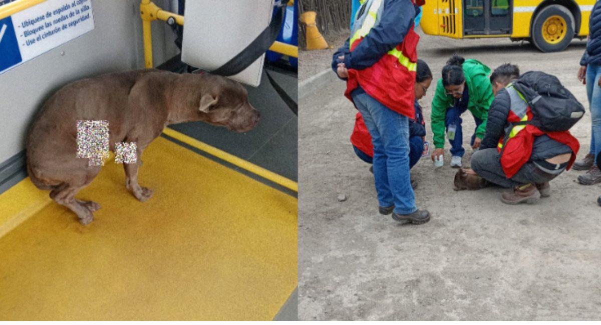 Perrita se subió a Transmilenio a pedir ayuda tras agresión. Foto: Twitter @TransMilenio