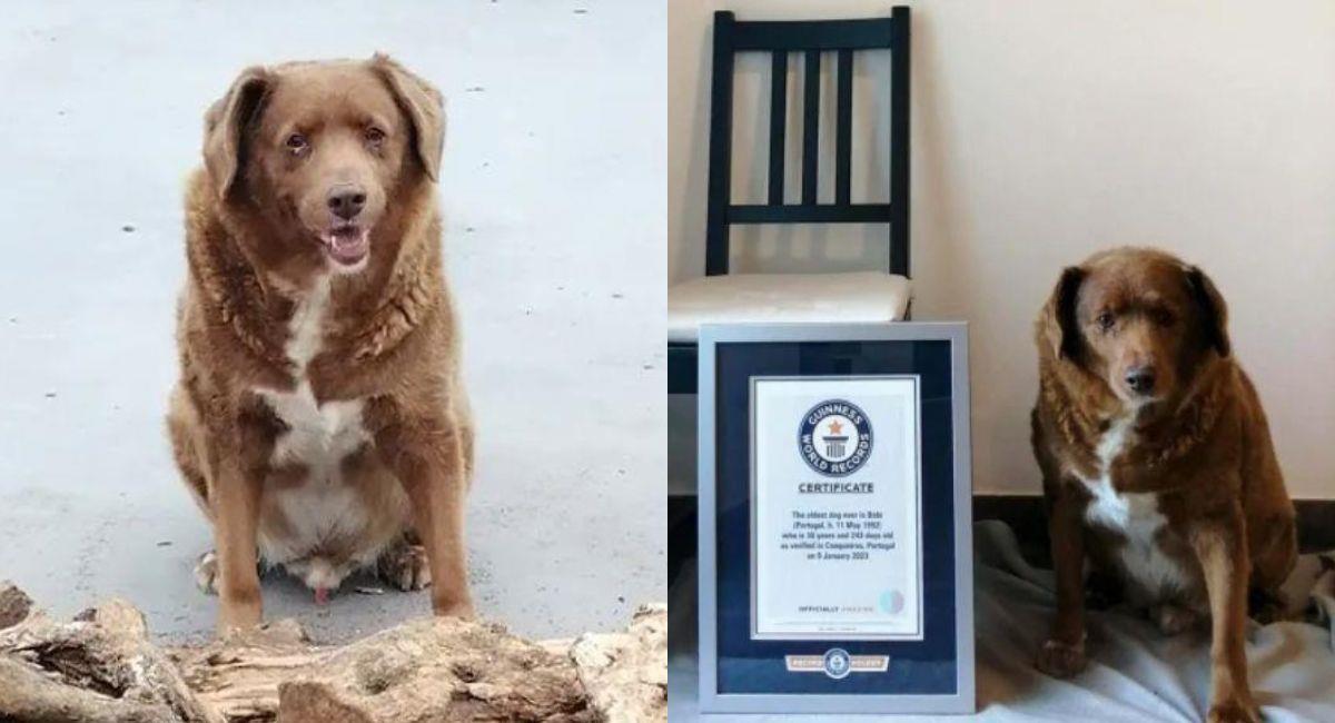 Perrito más viejo del mundo cumplió 31 años. Foto: Guinness World Records
