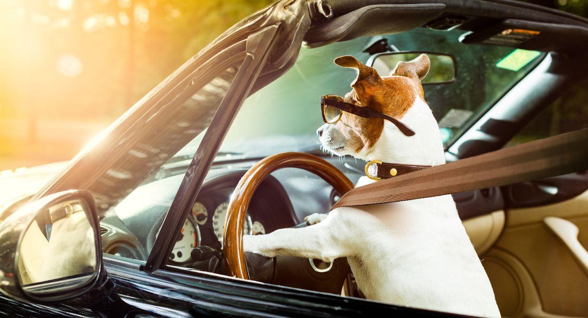 Hombre acusa a su perro de conducir erráticamente. Foto: Shutterstock