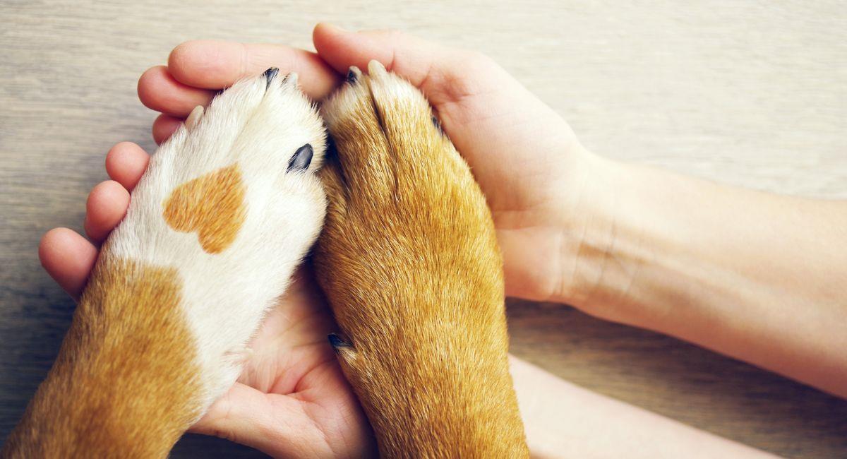 Ritual para proteger a las mascotas de las malas energías. Foto: Shutterstock