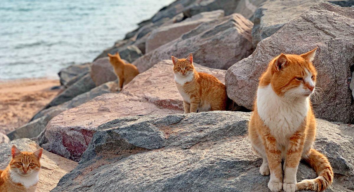 Conoce Tashirojimala, la isla de los gatos ubicada en Japón. Foto: Shutterstock
