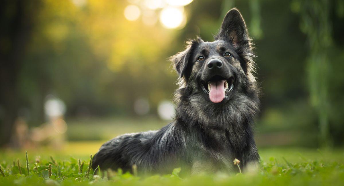 Estas son las razas de perros más inteligentes del mundo. Foto: Shutterstock