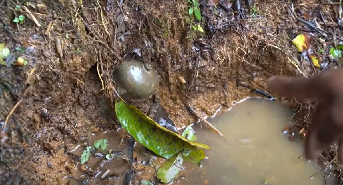 En las selvas y campos de Colombia existen minas antipersona usadas como armas de guerra. Foto: Youtube